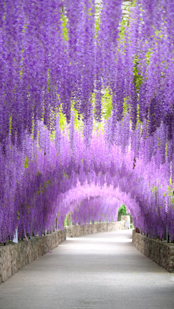 Beautiful Wisteria flower tunnel at Cherntawan International Meditation Center in Chiang Rai, Thailandの写真素材