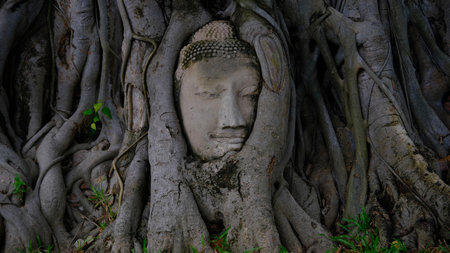 Buddha head entwined within the roots tree is one of the most recognisable at Wat Mahathat, Ayutthaya.の写真素材