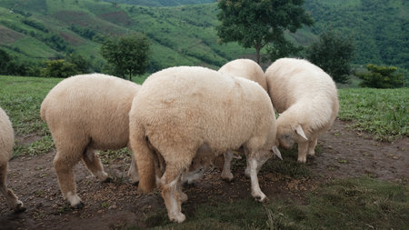 Flock of  sheep eating in the field.の写真素材