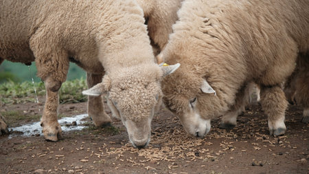 Flock of  sheep eating in the field.の写真素材