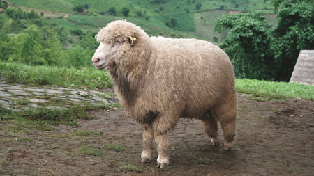 Sheep standing on meadow with mountain background.の写真素材