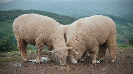 Flock of  sheep eating in the field.の写真素材