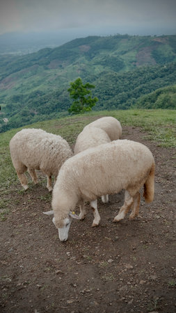 Flock of  sheep eating in the field.の写真素材
