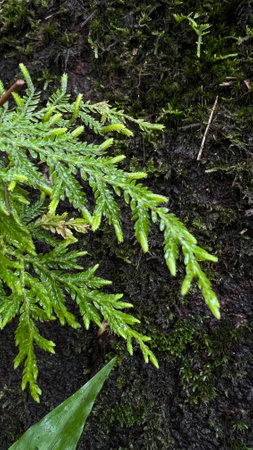 Close up fern in the rainforest, beautiful fern leaf texture in nature.の写真素材