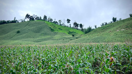 Corn field on hill in Thailand, beautiful landscapes.の写真素材