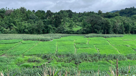 Top view of rices paddy field in Thailand.の写真素材