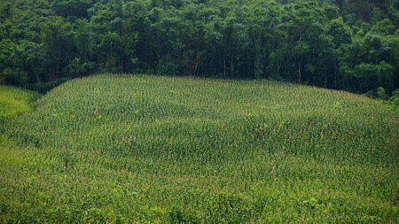 Corn field on hill in Thailand, beautiful landscapes.の写真素材