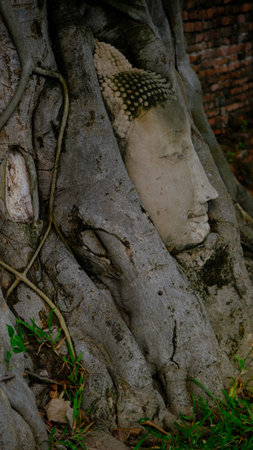 Buddha head entwined within the roots tree is one of the most recognisable at Wat Mahathat, Ayutthaya.の写真素材
