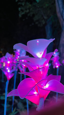 Pink illuminated Krachiao flowers glow in the dark. (Led flowers)
