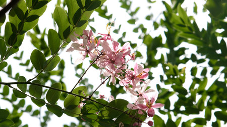 Pink flower of cassia bakeriana or wishing tree  blooming in the garden.の写真素材