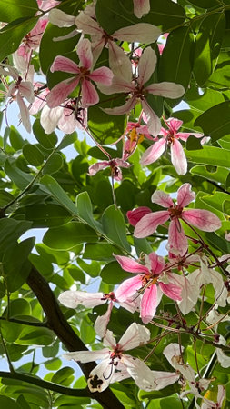 Pink flower of cassia bakeriana or wishing tree  blooming in the garden.の写真素材