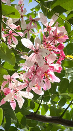 Pink flower of cassia bakeriana or wishing tree  blooming in the garden.の写真素材