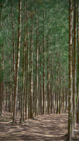 Pine trees in a pine forest in the south of Thailand.の写真素材