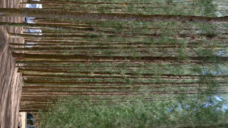 Pine tree in the forest. Abstract background and texture for design.の写真素材