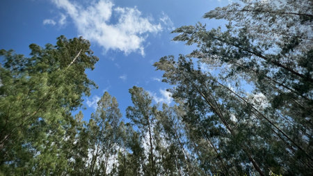 Low angle view of tall pines against blue sky with white cloudsの写真素材