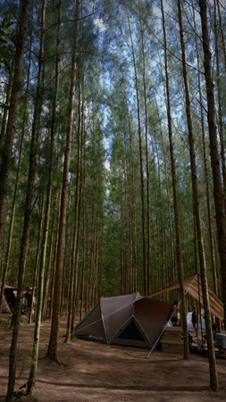 Camping tent in the pine forest at Mae Hong Son, Thailandの写真素材