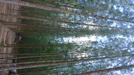 Low angle view of tall pines against blue sky with white cloudsの写真素材
