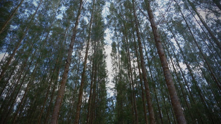 Pine trees in the forest during the day. Beautiful nature.の写真素材