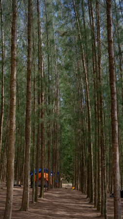Pine trees in the forest at Mae Hong Son, Thailand.の写真素材