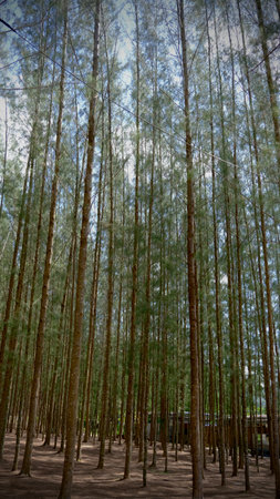 Pine trees in the forest at Mae Hong Son, Thailand.の写真素材
