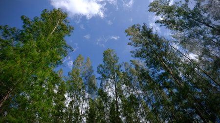Low angle view of tall pines against blue sky with white cloudsの写真素材