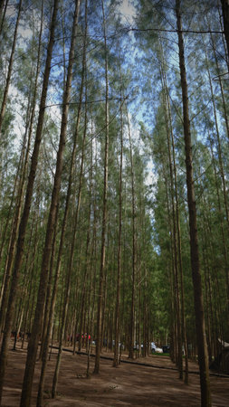 Pine trees in the forest at Khao Yai National Park, Thailandの写真素材