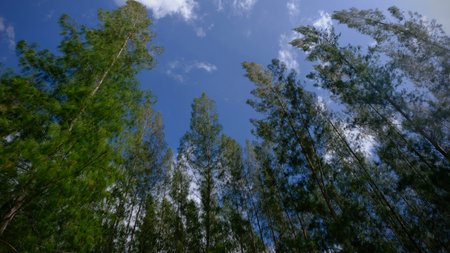 Low angle view of tall pines against blue sky with white cloudsの写真素材