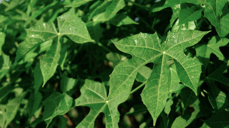 Chaya, tree spinach, or spinach tree growth in the garden (Cnidoscolus aconitifolius)の写真素材
