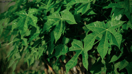Cnidoscolus aconitifolius, commonly known as chaya, tree spinach, or spinach tree.の写真素材