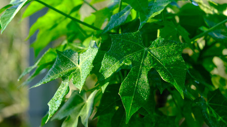Cnidoscolus aconitifolius, commonly known as chaya, tree spinach, or spinach tree.の写真素材