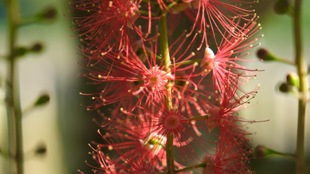 Barringtonia acutangula or freshwater mangrove in bloomの写真素材