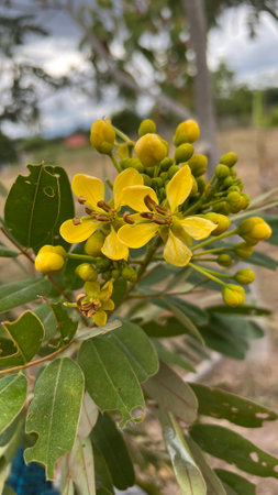 Siamese senna, Siamese cassia, Cassod tree, Irwinà¸¡ Barneby in bloom in the garden.の写真素材