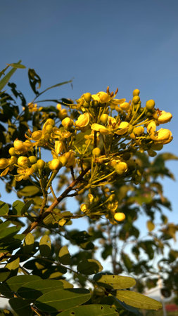 Siamese senna, Siamese cassia, Cassod tree, Irwinà¸¡ Barneby in bloom in the garden.の写真素材