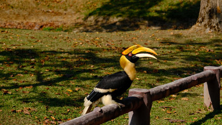 Great Hornbill perched on a wooden fence.の写真素材