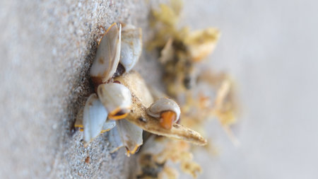 Selective focus goose barnacles on the beach.の写真素材
