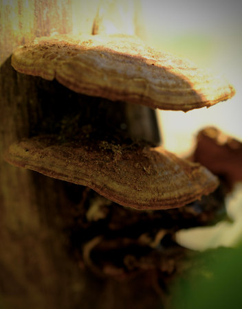 Selective focus mushrooms on a tree trunk. Edible mushrooms.の写真素材