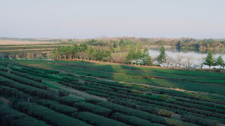 Landscape of green tea field in the evening.の写真素材