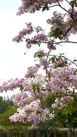 Beautiful Purple Crepe myrtle flowers or lagerstroemia floribunda in bloom in the summer.の写真素材