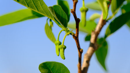 Annona squamosa commonly know as sugar apples or sweetsops flower against blue sky.