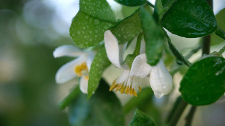 Pomelo flowers is blooming in organic garden.の写真素材