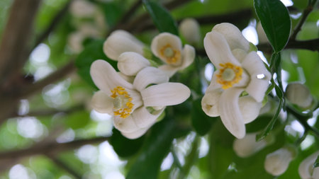 Pomelo flowers is blooming in organic garden.の写真素材