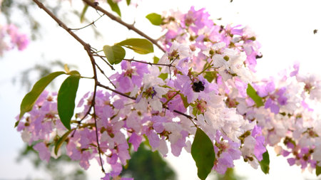 Beautiful Purple Crepe myrtle flowers or lagerstroemia floribunda in bloom in the summer.の写真素材