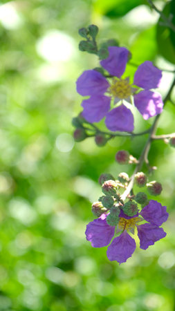 Close up beautiful  flower of Thai crape myrtle in bloom.の写真素材