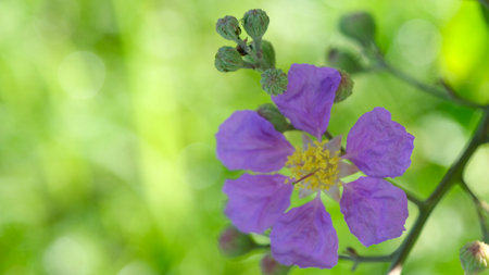 Close up beautiful  flower of Thai crape myrtle in bloom.の写真素材