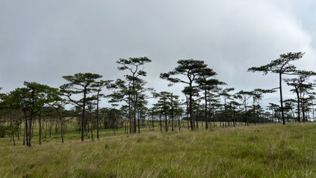 Panoramic landscape view of pine tree forest and green meadow at Phu Soi Dao National Park, Thailand.の写真素材