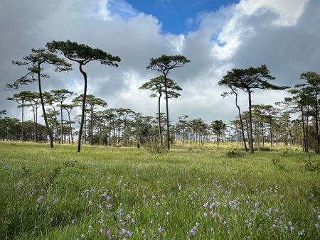 Murdannia giganteum flowers blooming in the meadow field.(Crest Naga Flower), wildflowers.の写真素材