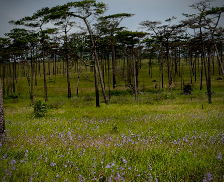 Panoramic landscape view of pine tree forest and green meadow at Phu Soi Dao National Park, Thailand.の写真素材