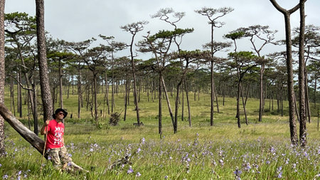 Murdannia giganteum flowers blooming in the meadow field.(Crest Naga Flower), wildflowers.の写真素材