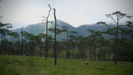 Panoramic landscape view of pine tree forest and green meadow at Phu Soi Dao National Park,...