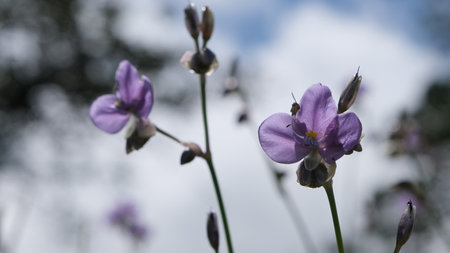 Selective focus Murdannia giganteum flowers blooming in the field.(Crest Naga Flower)の写真素材